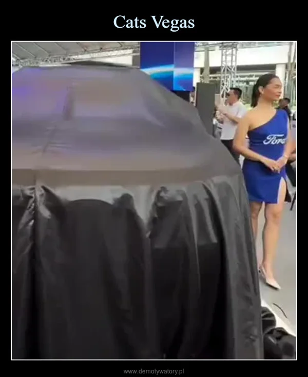 Cats Vegas