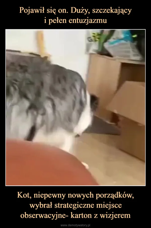 Pojawił się on. Duży, szczekający i pełen entuzjazmu Kot, niepewny nowych porządków, wybrał strategiczne miejsce obserwacyjne- karton z wizjerem
