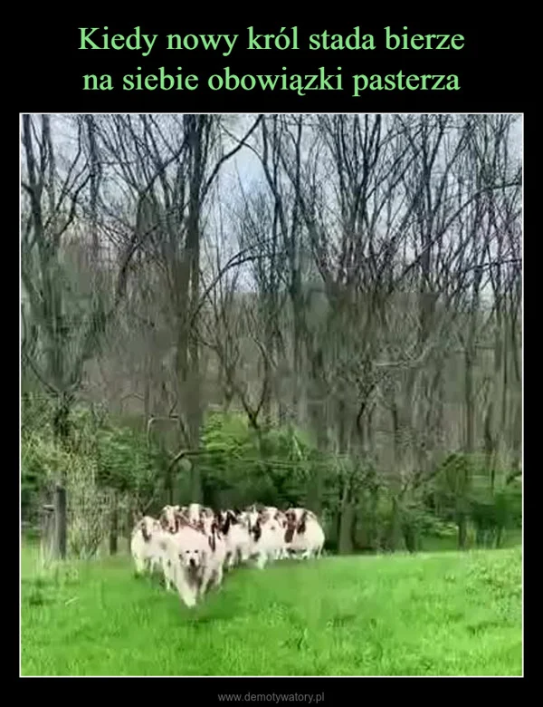Kiedy nowy król stada bierze na siebie obowiązki pasterza
