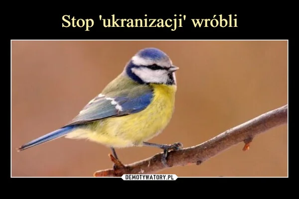 Stop 'ukranizacji' wróbli