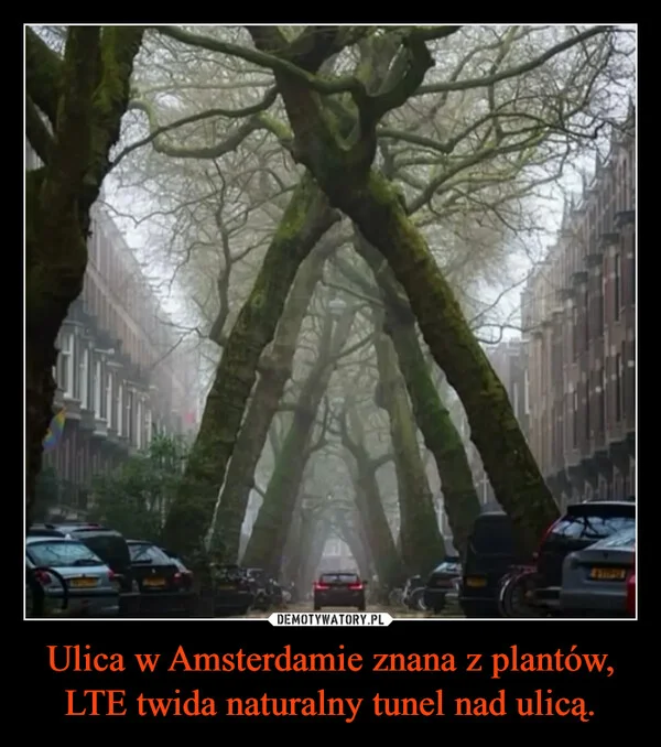 Ulica w Amsterdamie znana z plantów, LTE twida naturalny tunel nad ulicą.