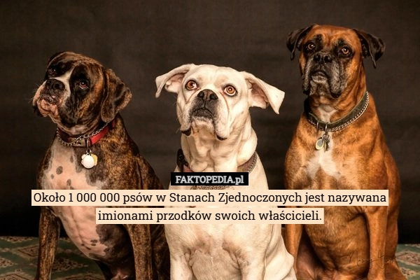 
    Około 1 000 000 psów w Stanach Zjednoczonych jest nazywana imionami przodków
