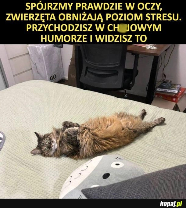 Odstresowacz