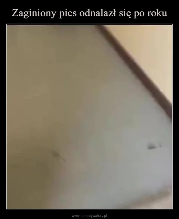 Zaginiony pies odnalazł się po roku