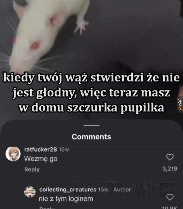 
    Szczur