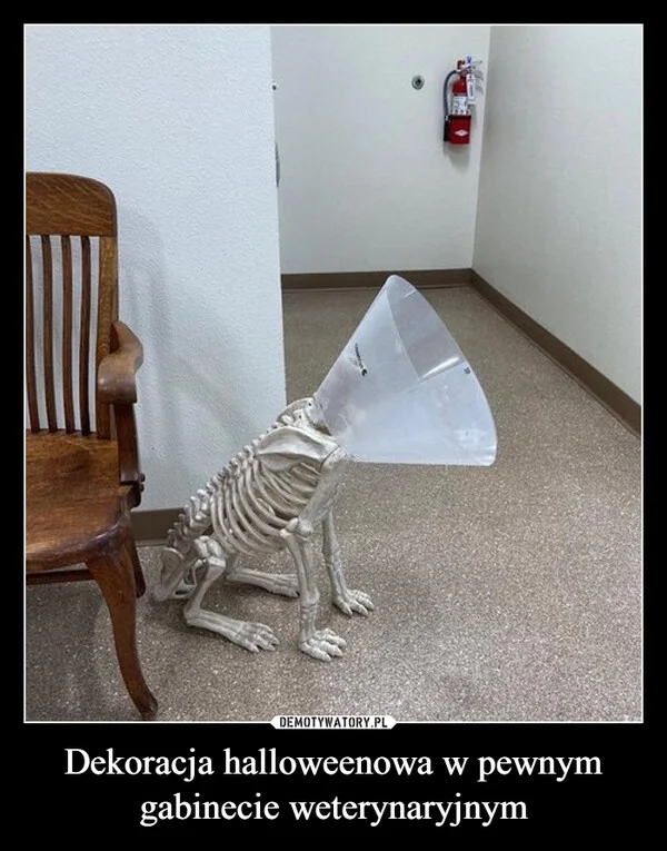 Dekoracja halloweenowa w pewnym gabinecie weterynaryjnym