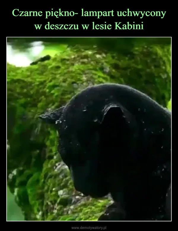 Czarne piękno- lampart uchwycony w deszczu w lesie Kabini