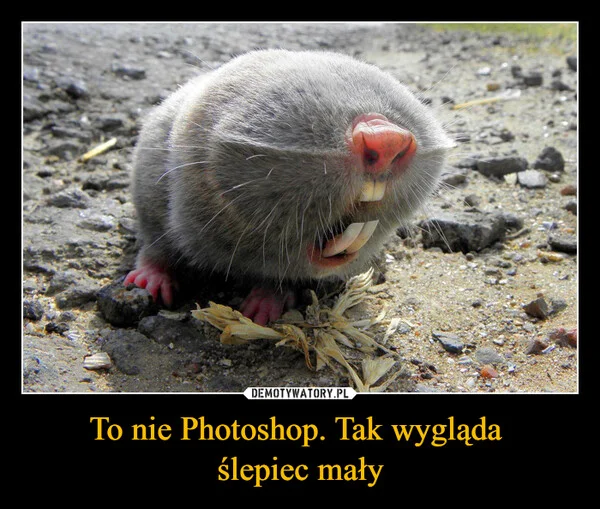 To nie Photoshop. Tak wygląda ślepiec mały