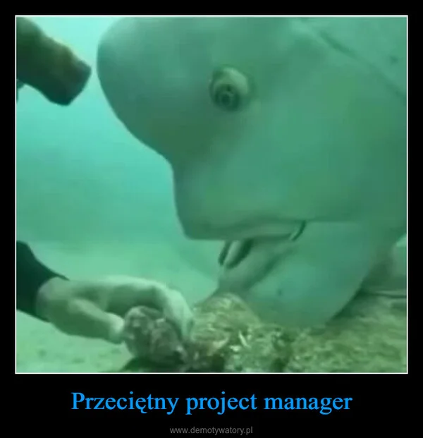 Przeciętny project manager