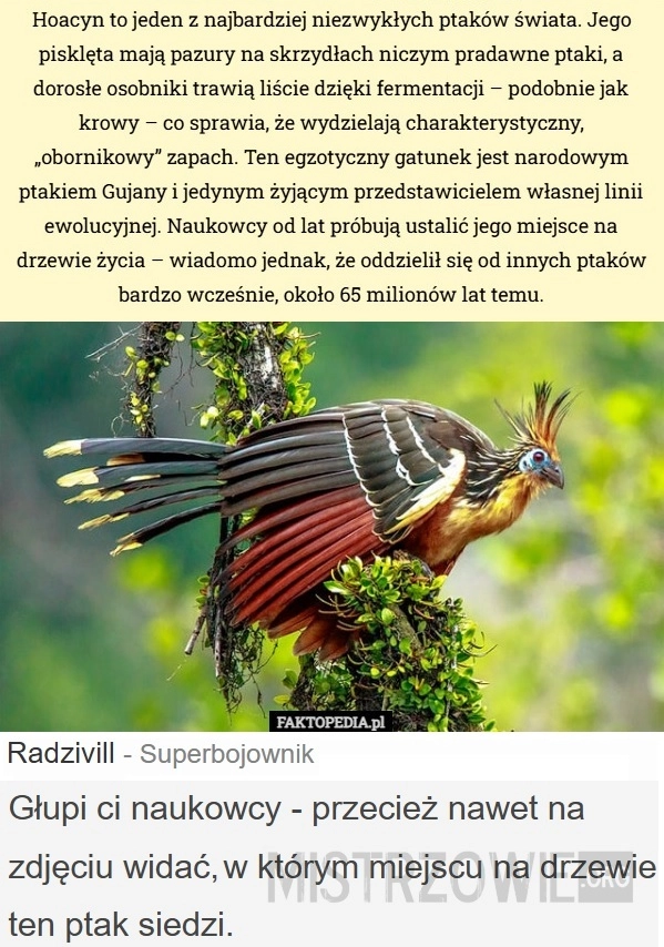 Hoacyn