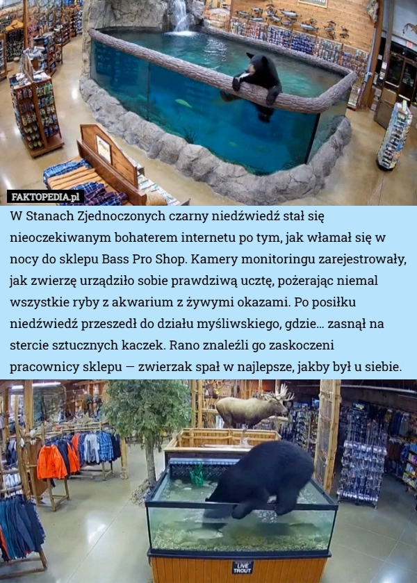 W Stanach Zjednoczonych czarny niedźwiedź stał się nieoczekiwanym bohaterem...