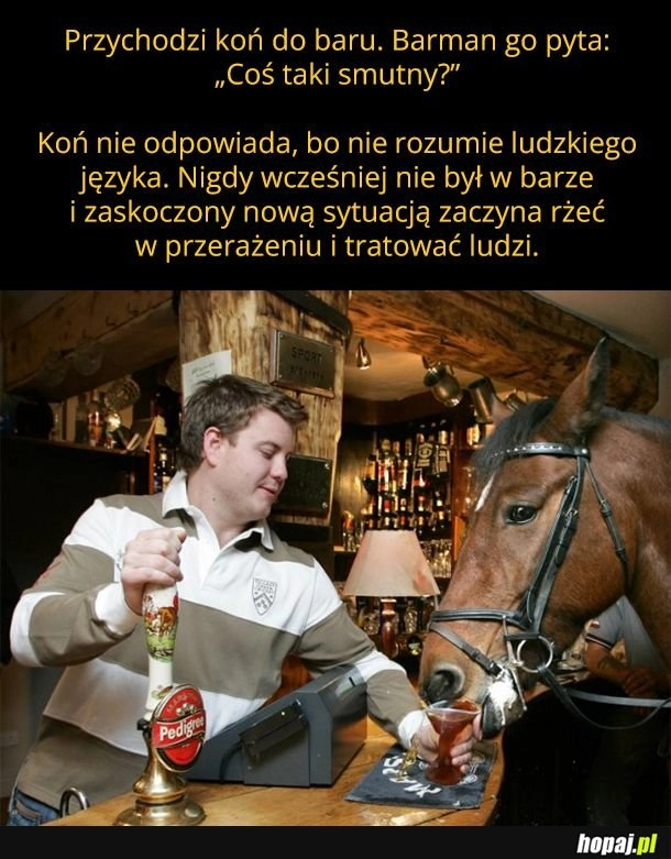 Przychodzi koń do baru