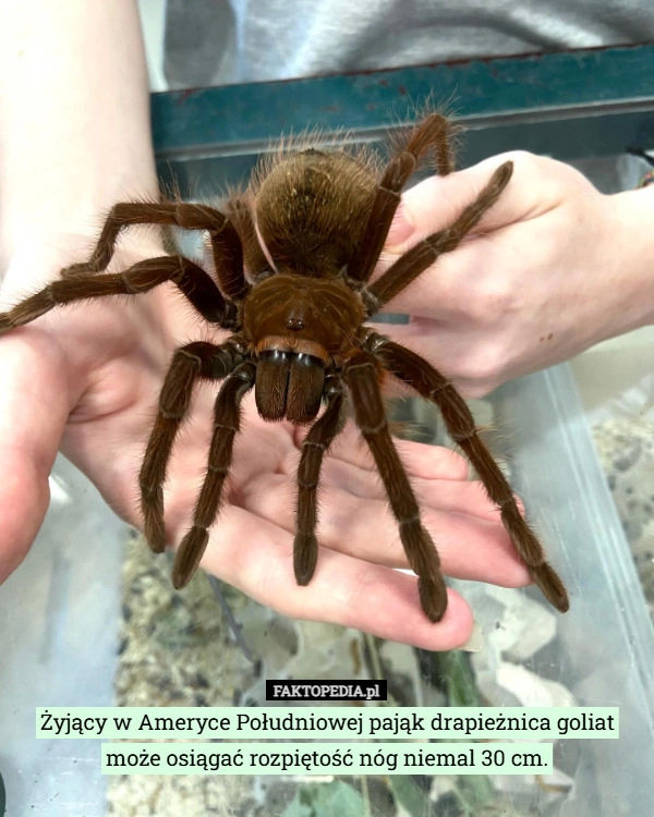 Żyjący w Ameryce Południowej pająk drapieżnica goliat może osiągać rozpiętość