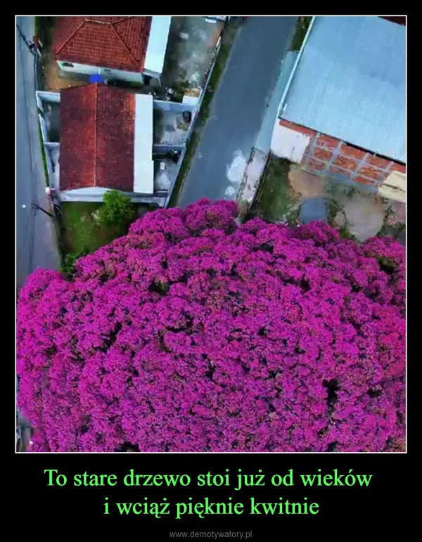 To stare drzewo stoi już od wieków i wciąż pięknie kwitnie