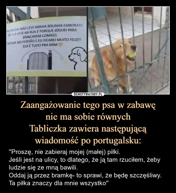
    Zaangażowanie tego psa w zabawę nie ma sobie równych Tabliczka zawiera następującą wiadomość po portugalsku: