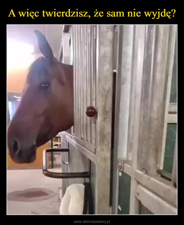 A więc twierdzisz, że sam nie wyjdę?
