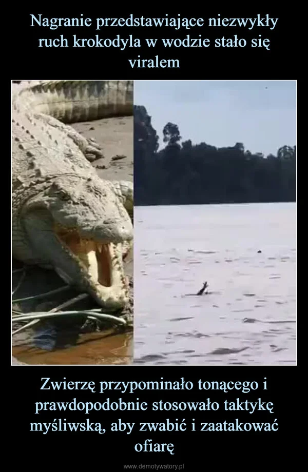 Nagranie przedstawiające niezwykły ruch krokodyla w wodzie stało się viralem Zwierzę przypominało tonącego i prawdopodobnie stosowało taktykę myśliwską, aby zwabić i zaatakować ofiarę