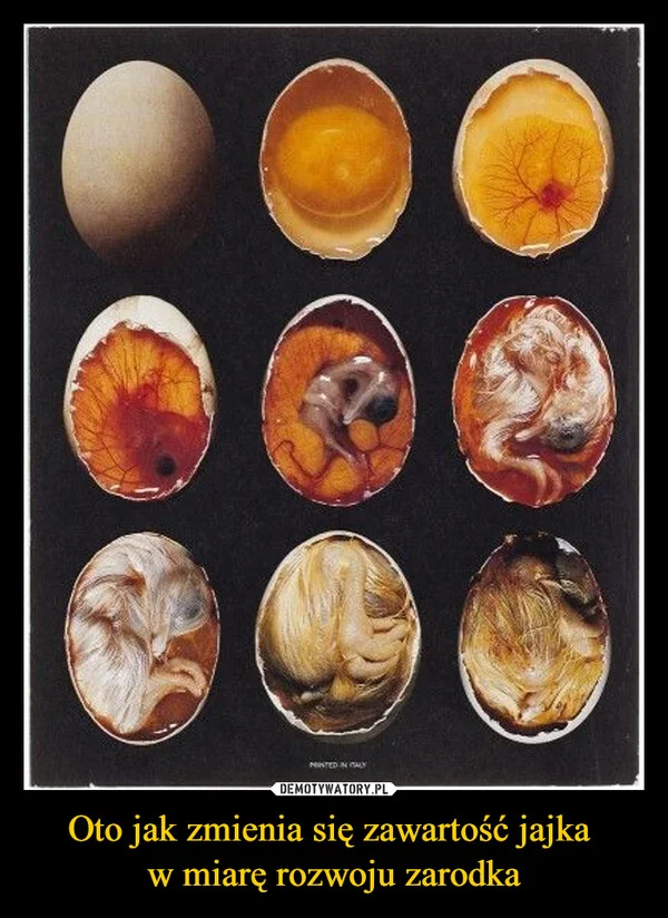 Oto jak zmienia się zawartość jajka w miarę rozwoju zarodka