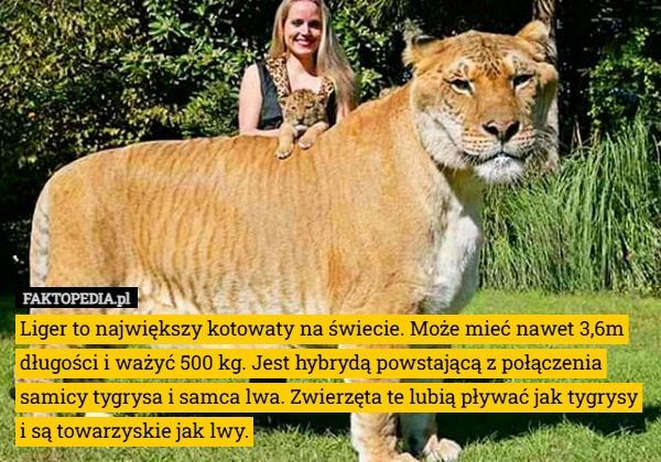 Liger to największy kotowaty na świecie. Może mieć nawet 3,6m długości i