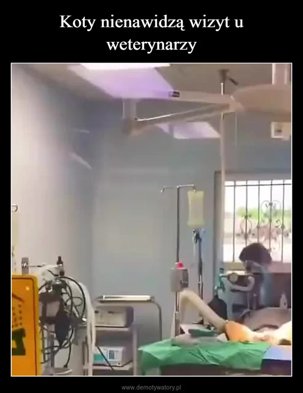 Koty nienawidzą wizyt u weterynarzy