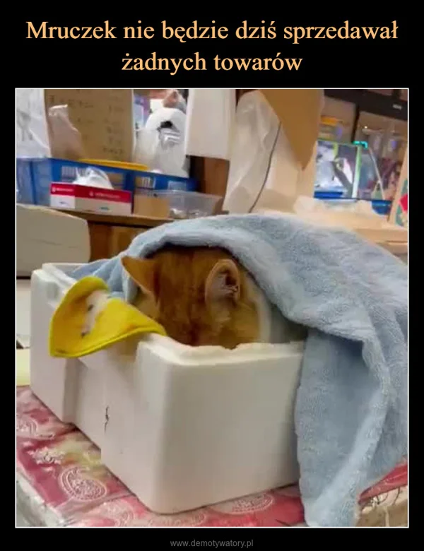 Mruczek nie będzie dziś sprzedawał żadnych towarów