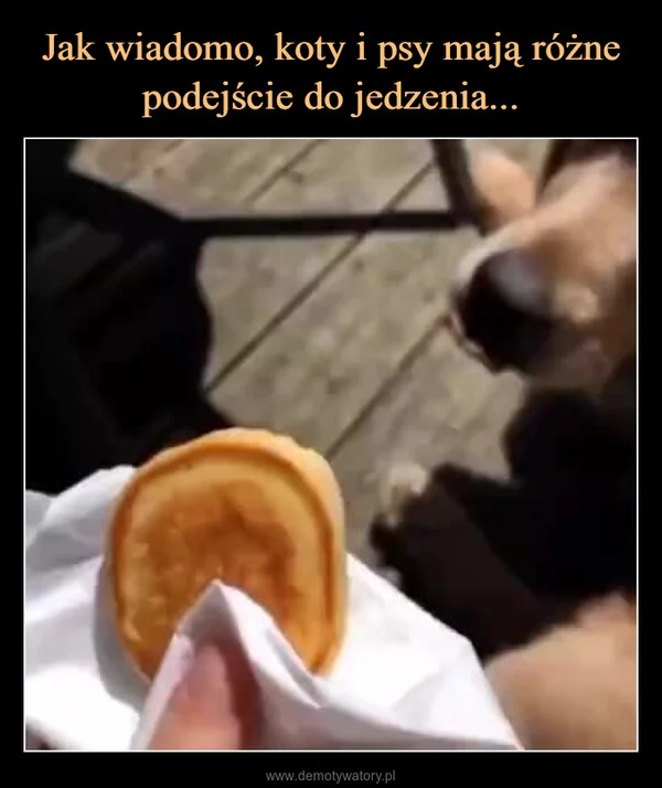 Jak wiadomo, koty i psy mają różne podejście do jedzenia...