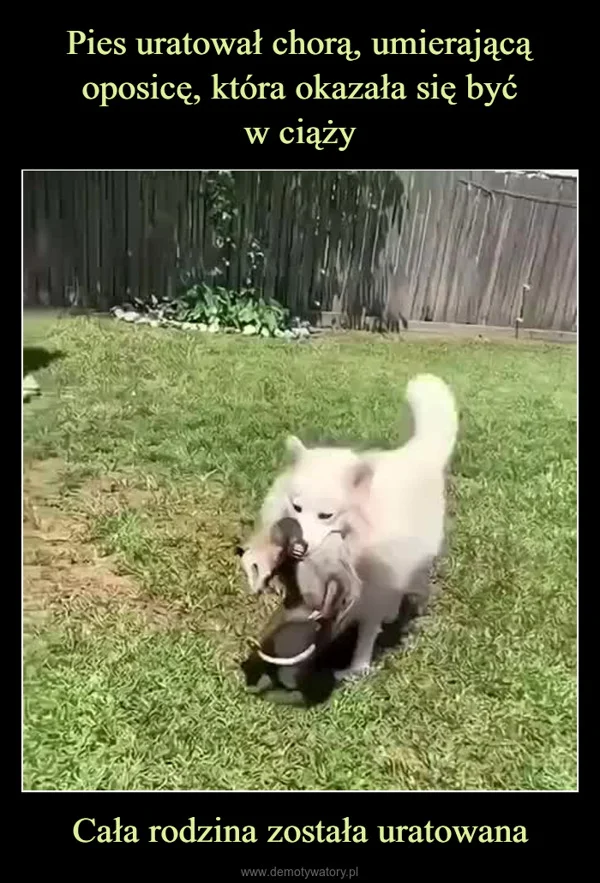 Pies uratował chorą, umierającą oposicę, która okazała się być w ciąży Cała rodzina została uratowana