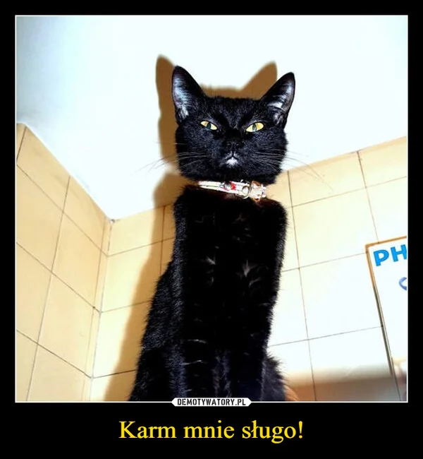 Karm mnie sługo!