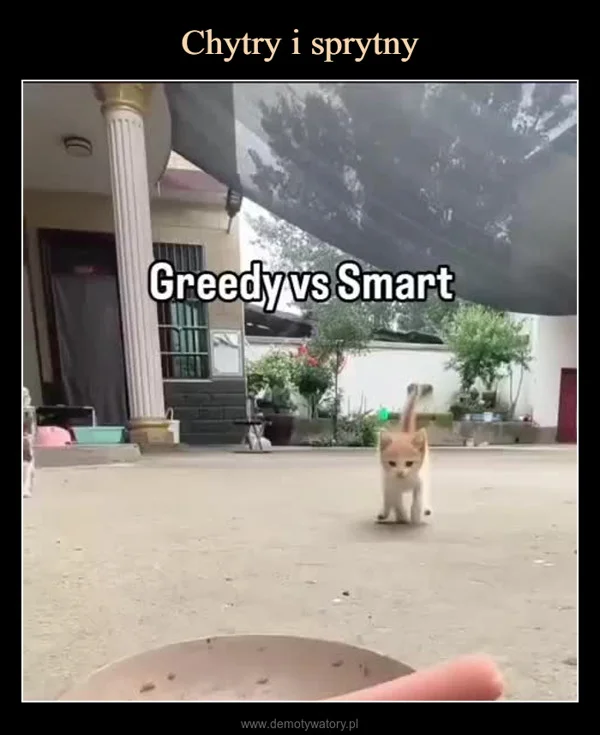 Chytry i sprytny