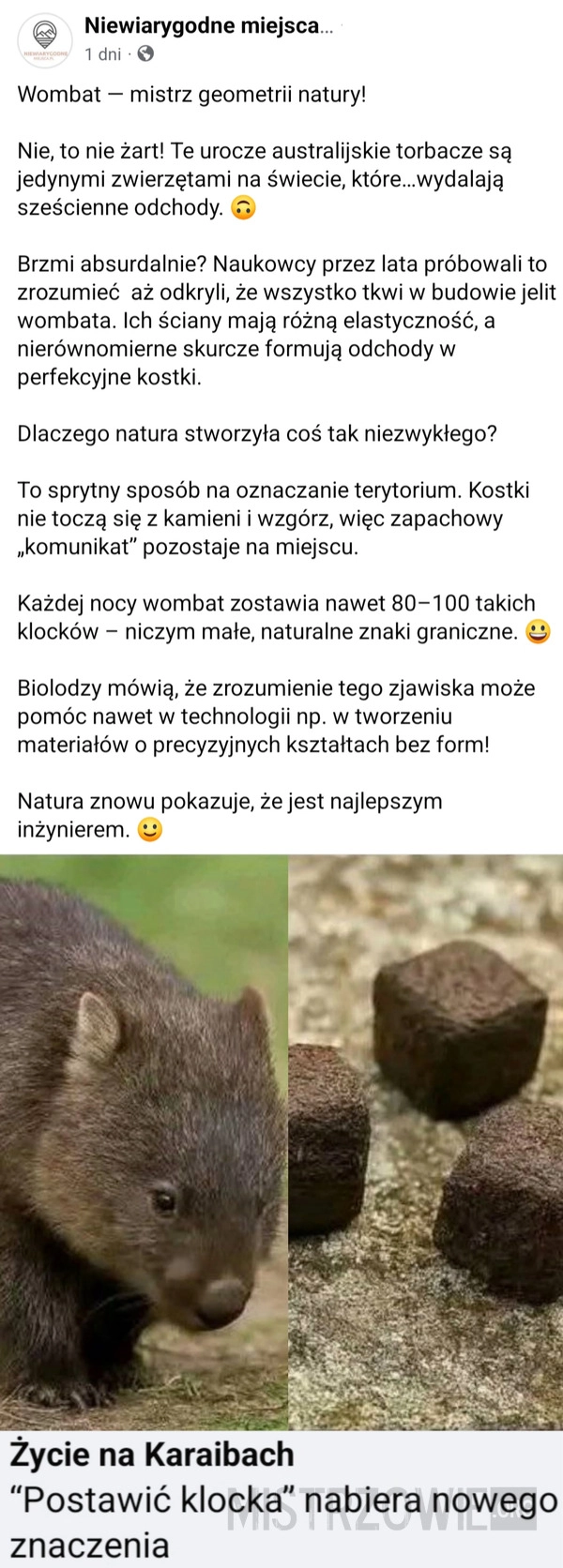 
    Wombat