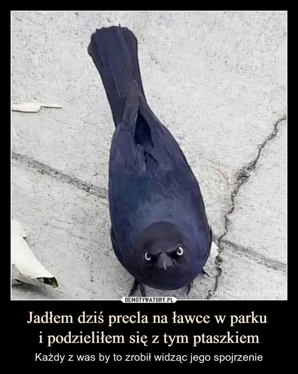
    Jadłem dziś precla na ławce w parku i podzieliłem się z tym ptaszkiem