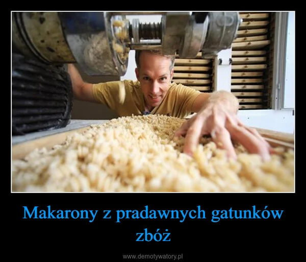 
    Makarony z pradawnych gatunków zbóż
