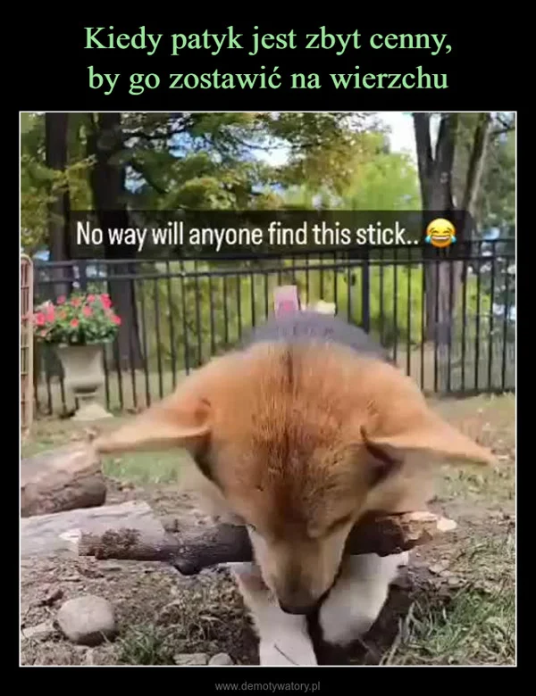 Kiedy patyk jest zbyt cenny, by go zostawić na wierzchu