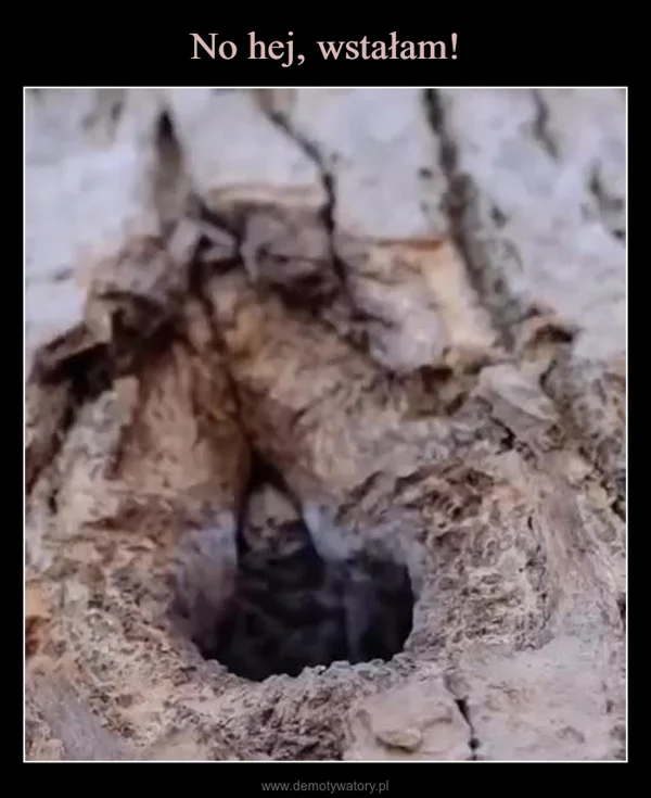 No hej, wstałam!