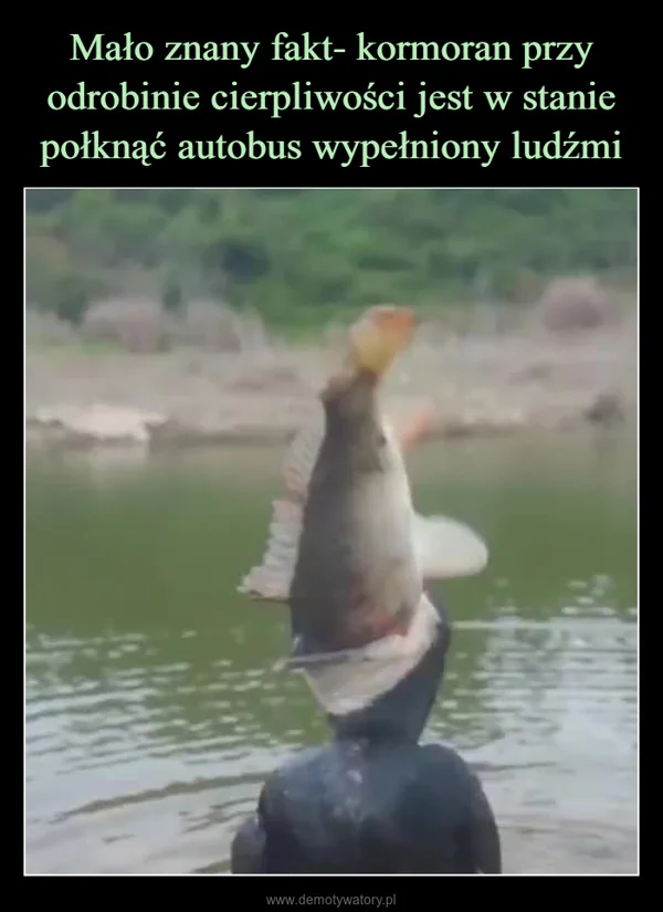 Mało znany fakt- kormoran przy odrobinie cierpliwości jest w stanie połknąć autobus wypełniony ludźmi