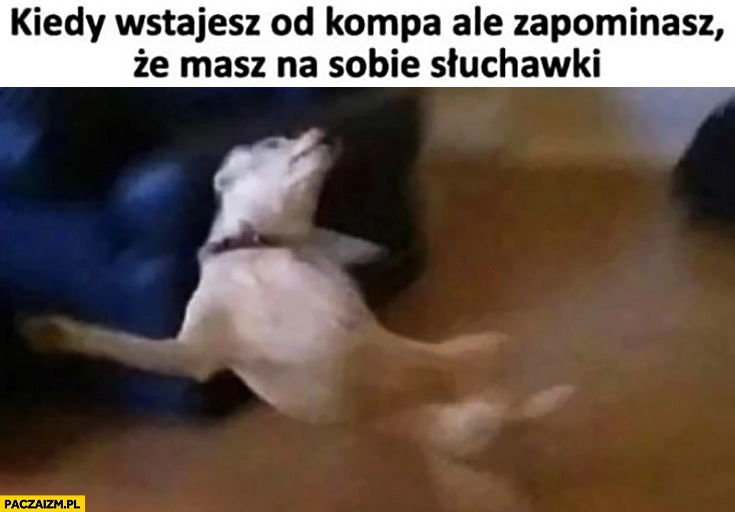 Kiedy wstajesz od kompa ale zapominasz, że masz na sobie słuchawki pies