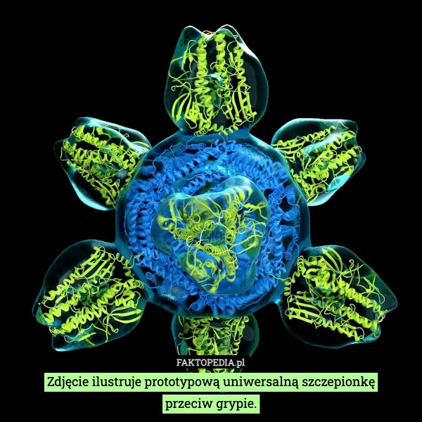 Zdjęcie ilustruje prototypową uniwersalną szczepionkę
przeciw grypie.