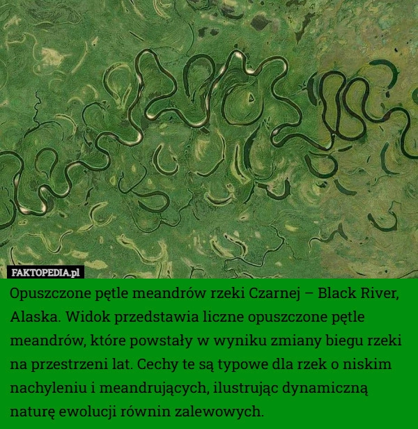 Opuszczone pętle meandrów rzeki Czarnej – Black River, Alaska. Widok przedstawia