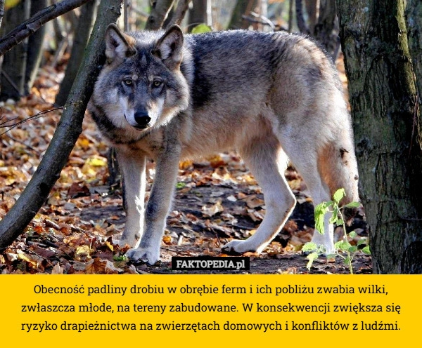 
    Obecność padliny drobiu w obrębie ferm i ich pobliżu zwabia wilki, zwłaszcza