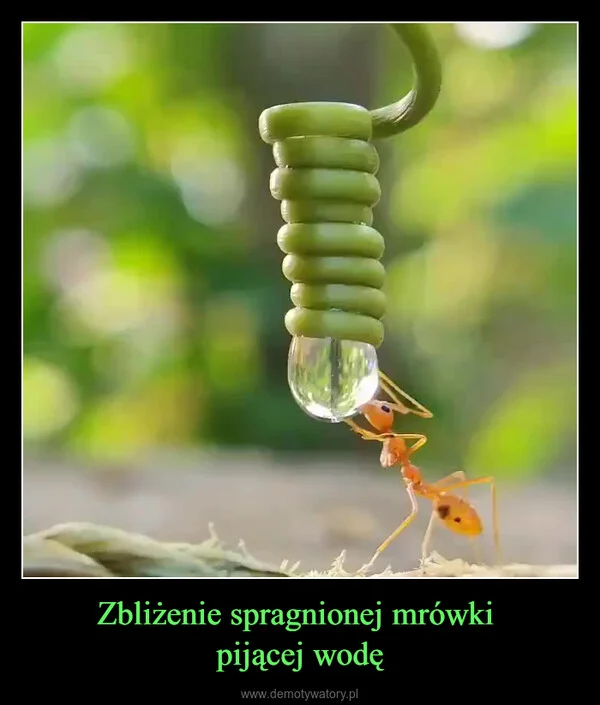 Zbliżenie spragnionej mrówki pijącej wodę