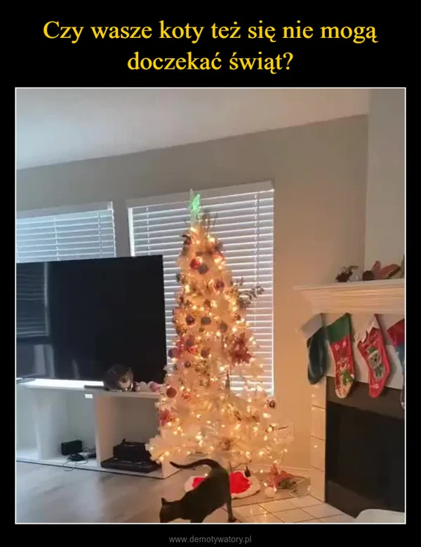 Czy wasze koty też się nie mogą doczekać świąt?