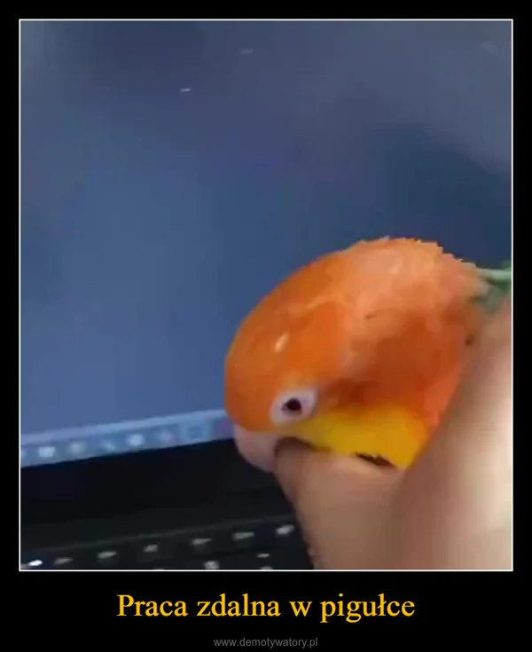 Praca zdalna w pigułce