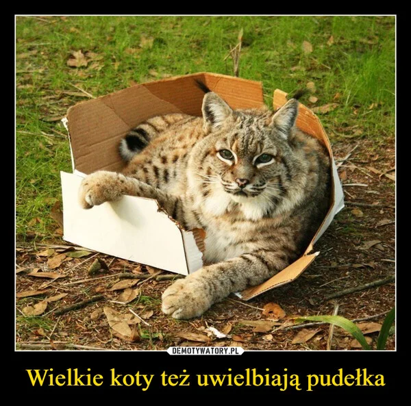 Wielkie koty też uwielbiają pudełka