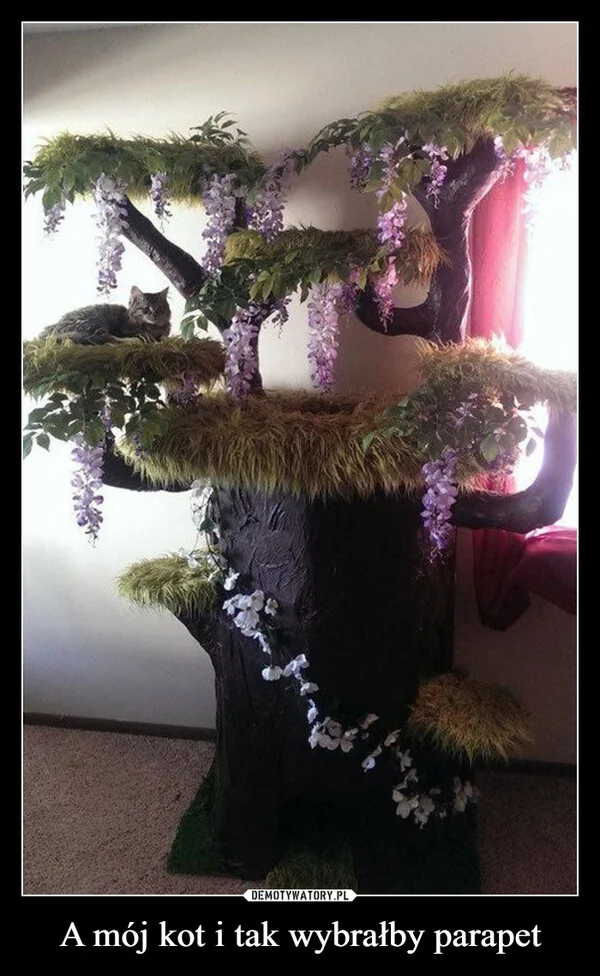 A mój kot i tak wybrałby parapet