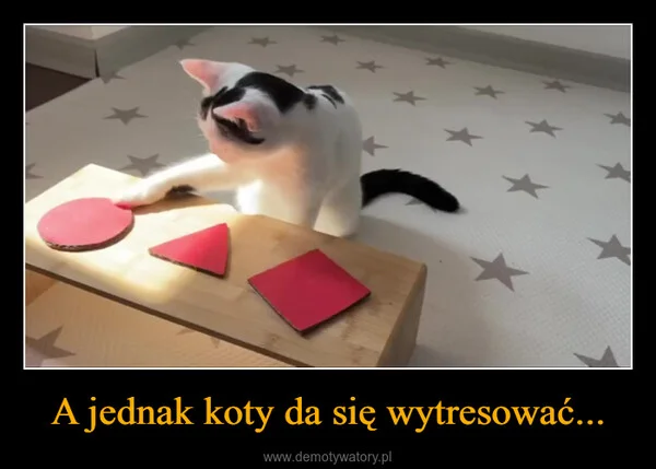 A jednak koty da się wytresować...