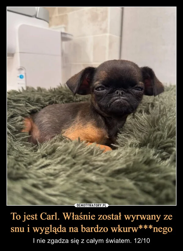 To jest Carl. Właśnie został wyrwany ze snu i wygląda na bardzo wkurw***nego