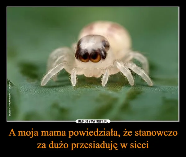 A moja mama powiedziała, że stanowczo za dużo przesiaduję w sieci