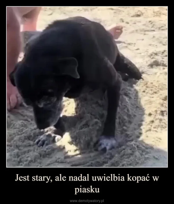 Jest stary, ale nadal uwielbia kopać w piasku