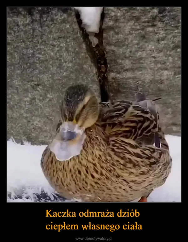Kaczka odmraża dziób ciepłem własnego ciała