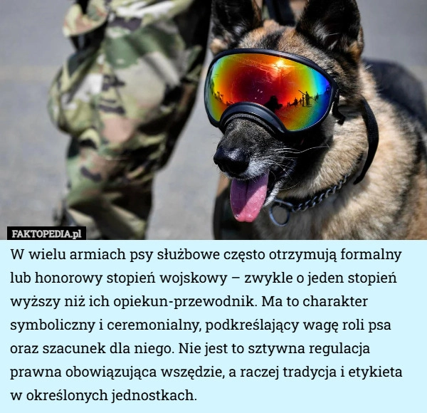 W wielu armiach psy służbowe często otrzymują formalny lub honorowy stopień...